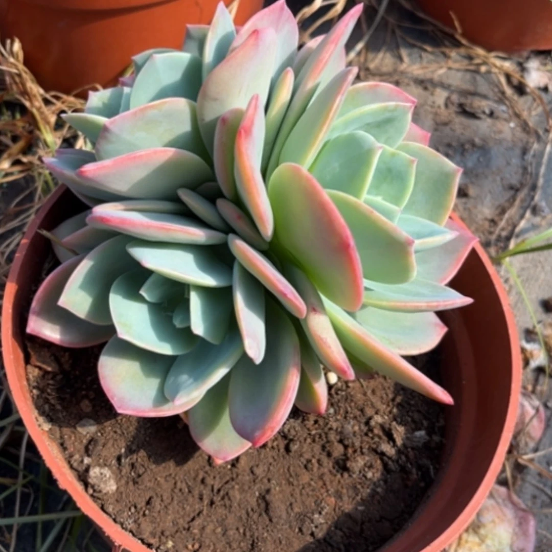 【闪购商品】琳*L白凤