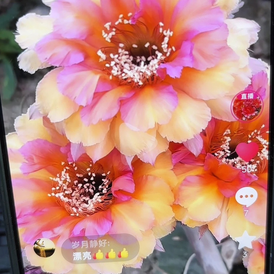 带根桃花眼彩侧牙20包邮25