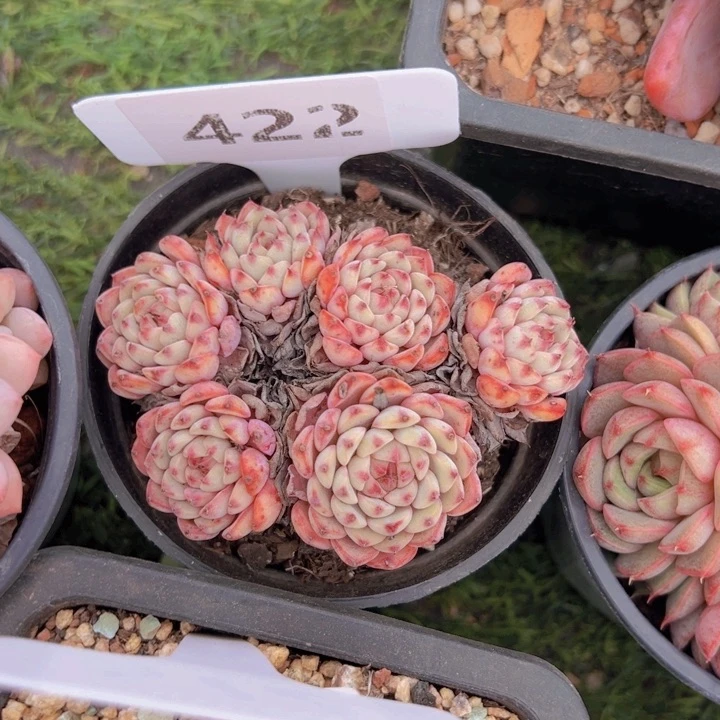 健健康康平平安安