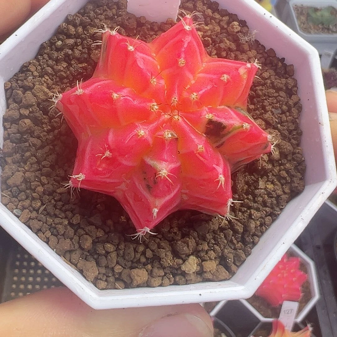 75-小瑕疵米哈仙人球锦带盆土发货特价