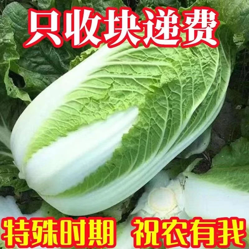 河南新鲜大白菜助农