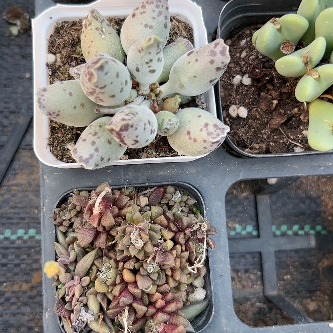 艾***姐多肉植物海豹多肉