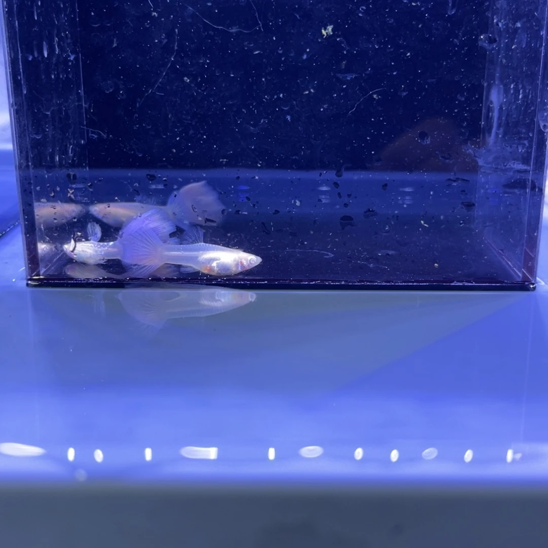 孔雀鱼樱花粉两对开箱视频报损
