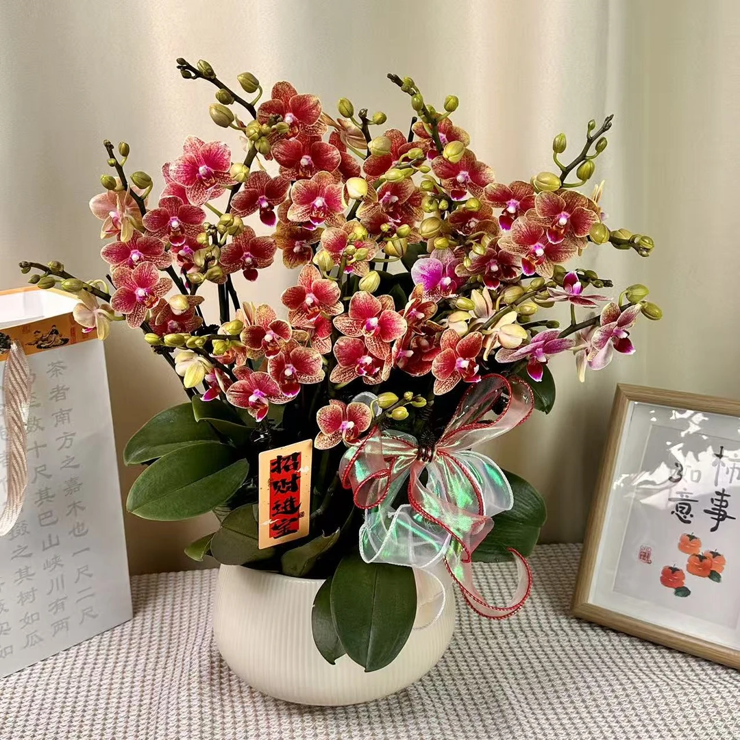 蝴蝶蘭【金蝶】又称聚宝盆  年宵爆款花花  橘红色系  桌面款
