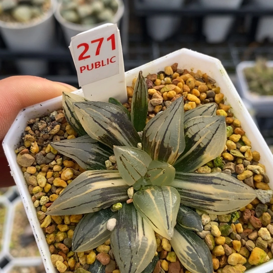 271西瓜十二卷多肉植物