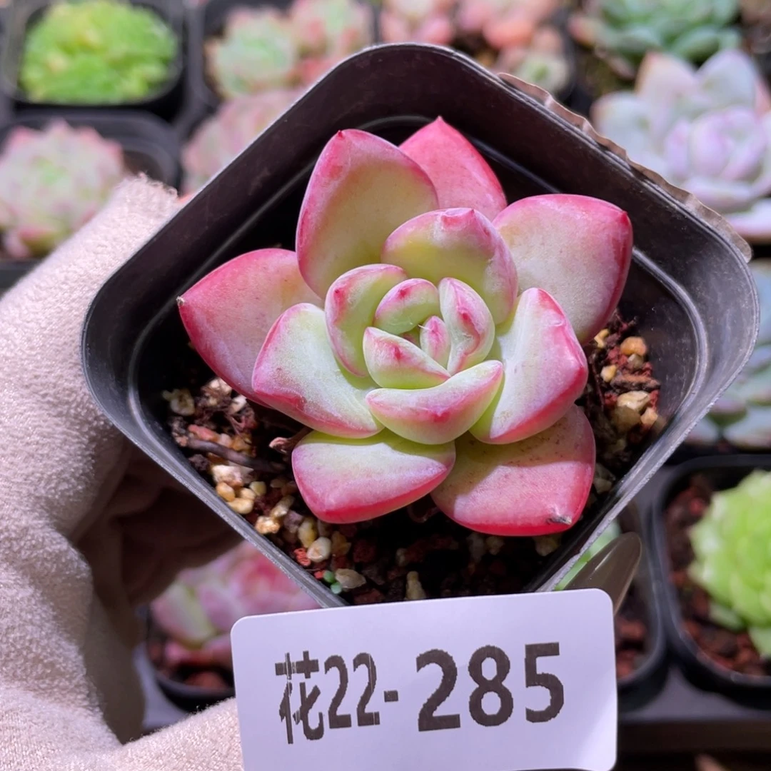 花利美22-285草莓泡芙