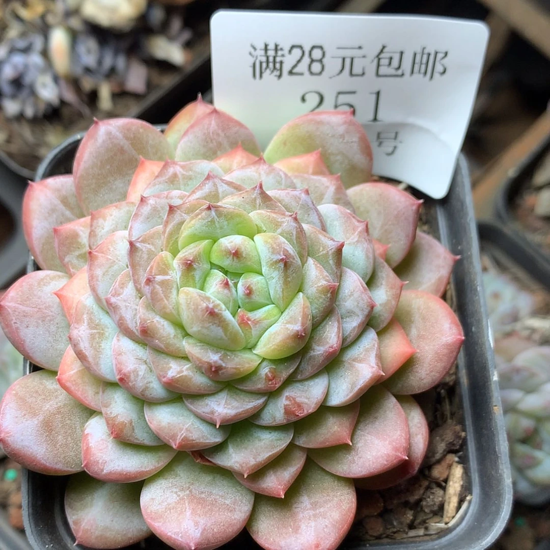 【闪购商品】云251号