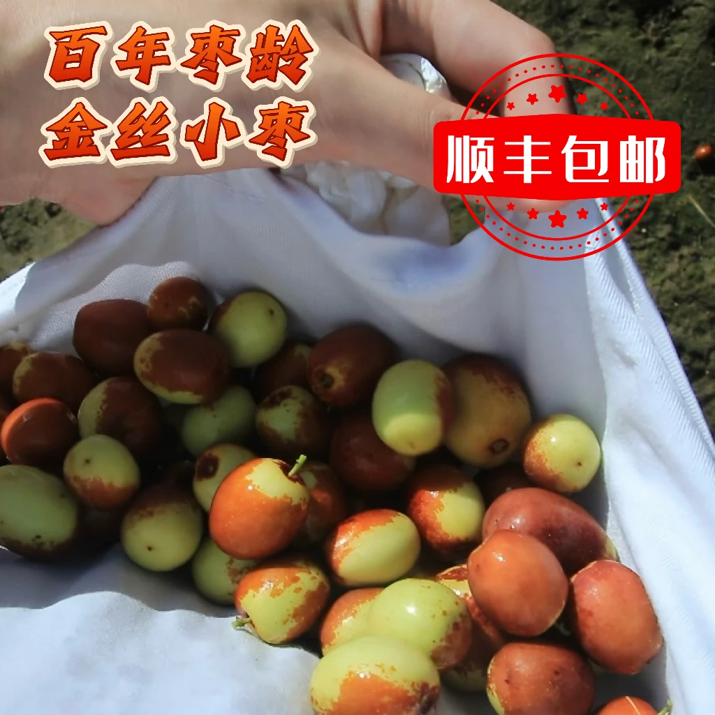 沧州金丝小枣，百年枣树，每日新鲜现摘