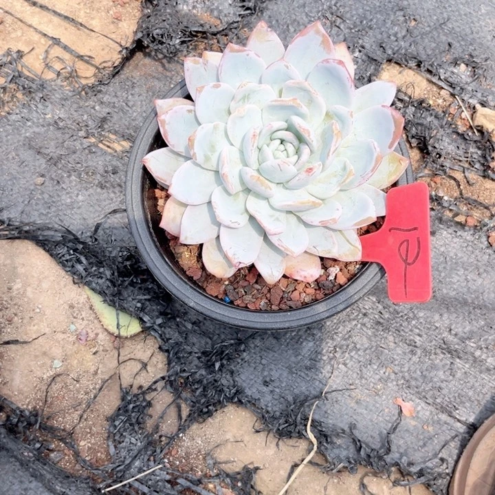 晨语多肉一物一拍12