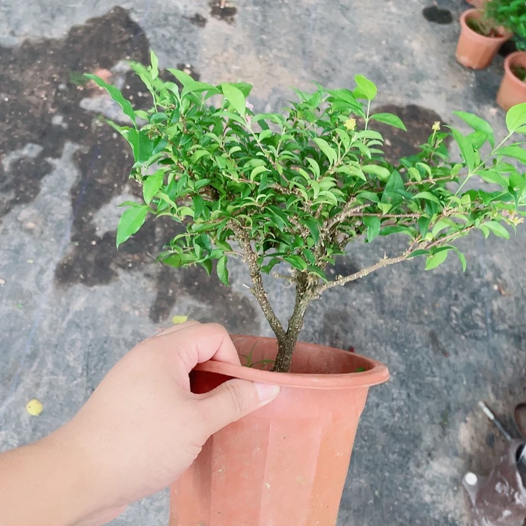 当前无花栽培后可以开花李氏樱花老庄