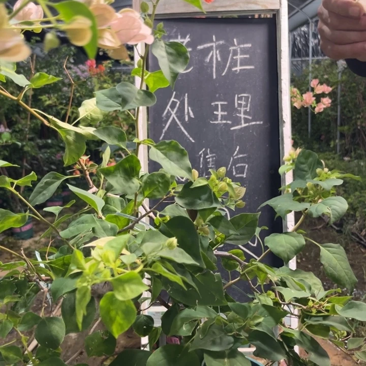 无花朵三角梅三角梅1371