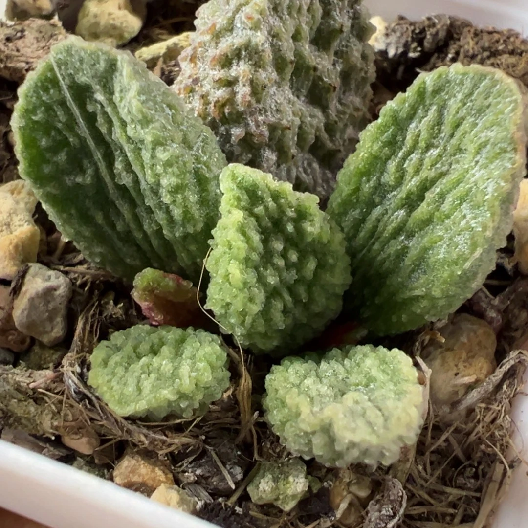 实生新品多肉植物水泡多肉植物