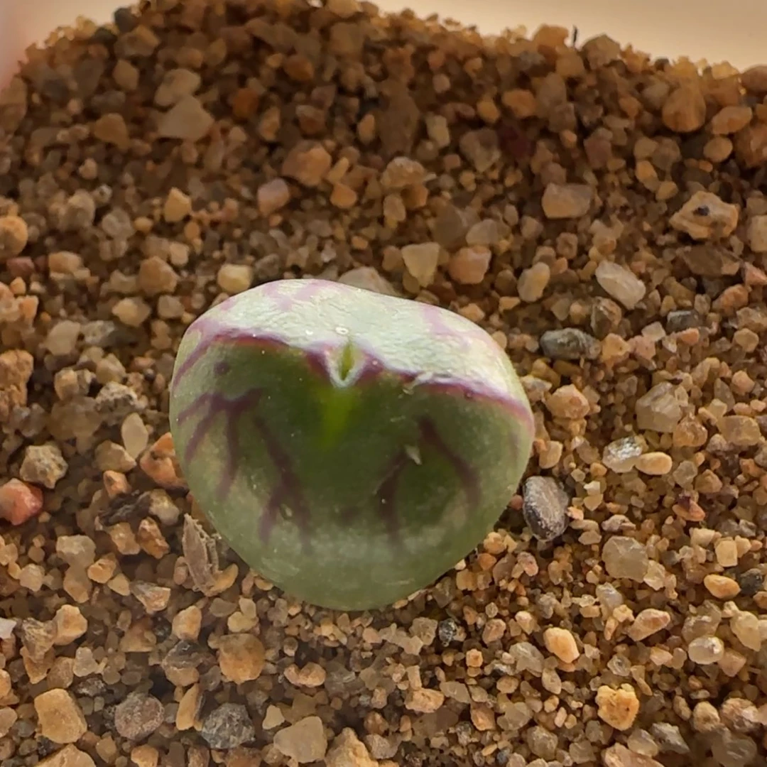 【闪购商品】0932