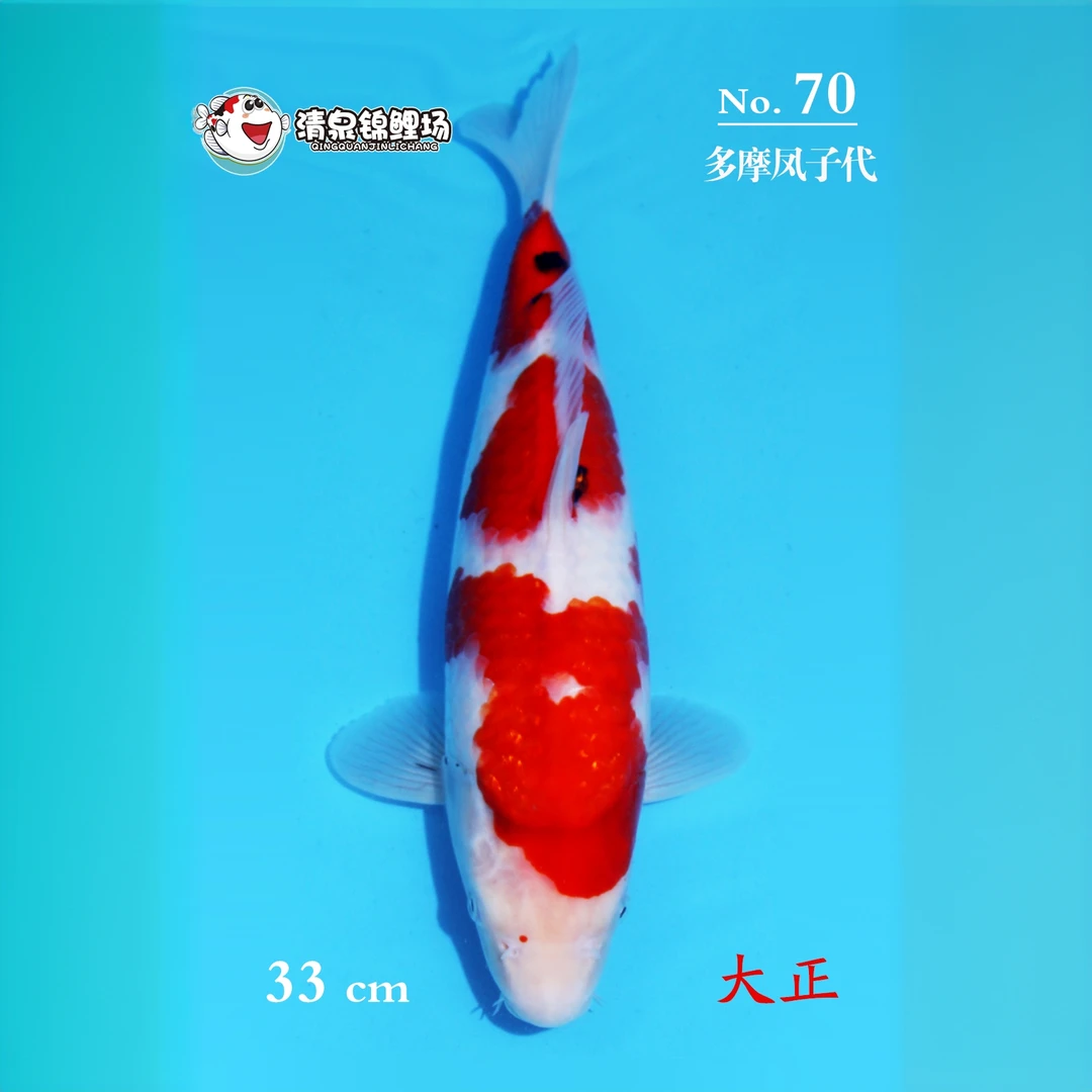 清泉锦鲤 第二次冬季水泥池寄养 多摩凤子代 大正 70号