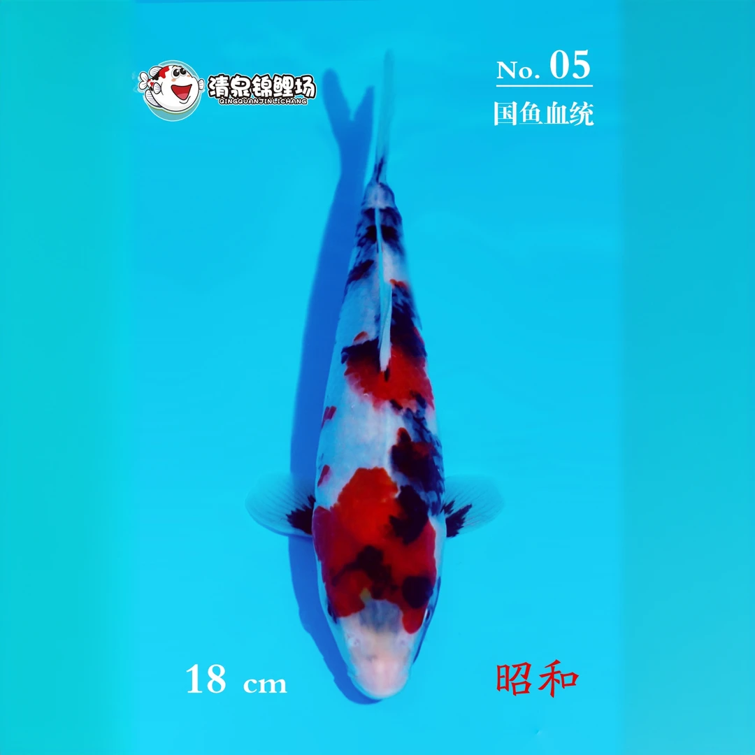 清泉锦鲤 第三次冬季水泥池寄养 国鱼血统 昭和 05号