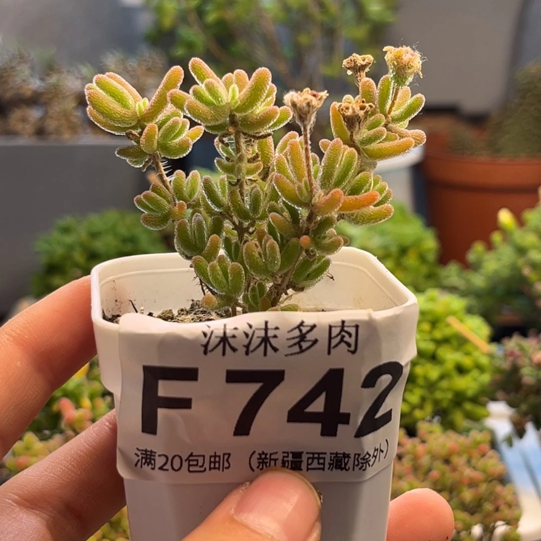 沙****2福袋 742。