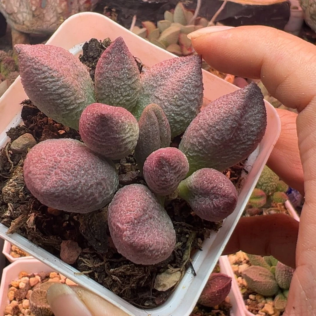 风***月一组自拍，感谢支持