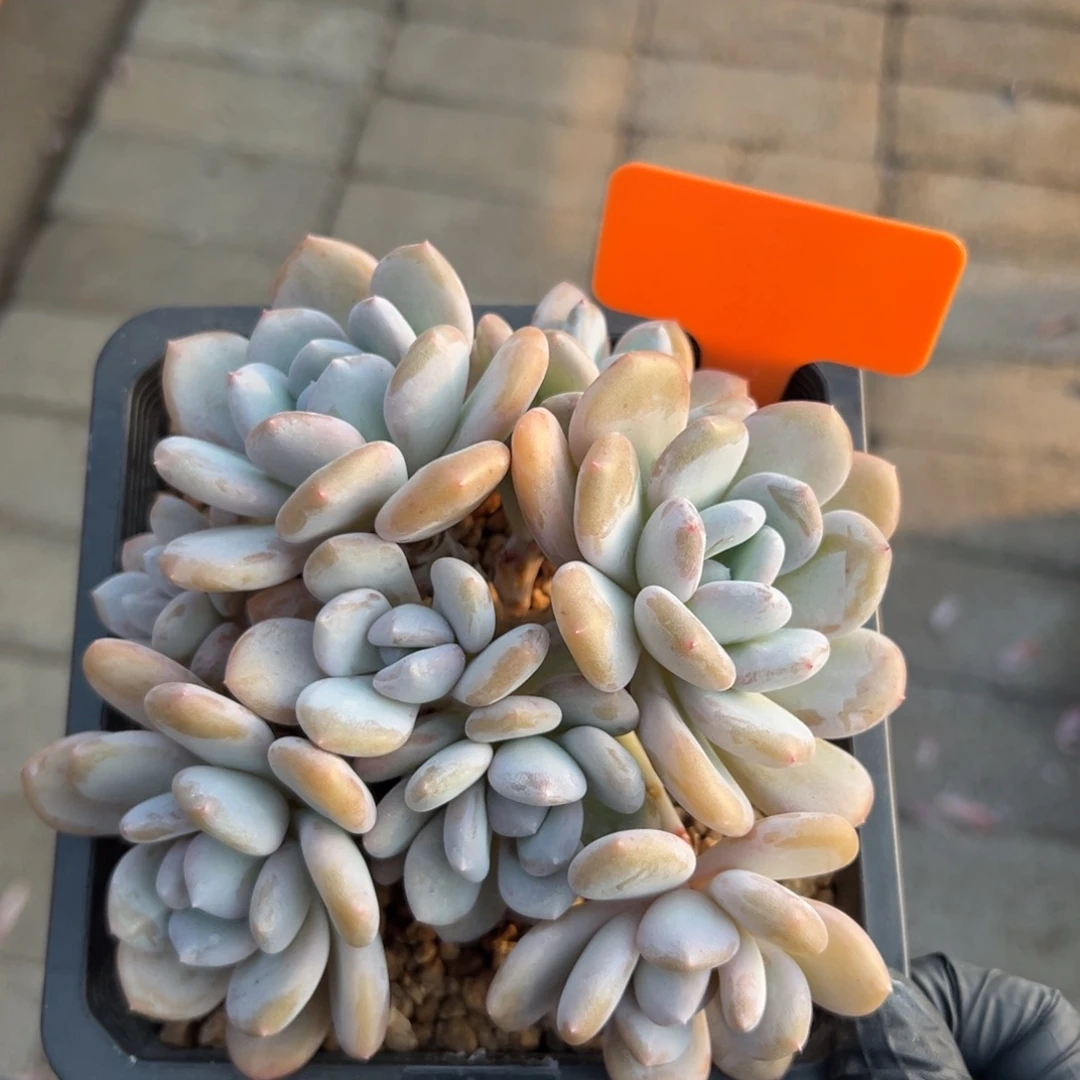 米雪1111111111111111