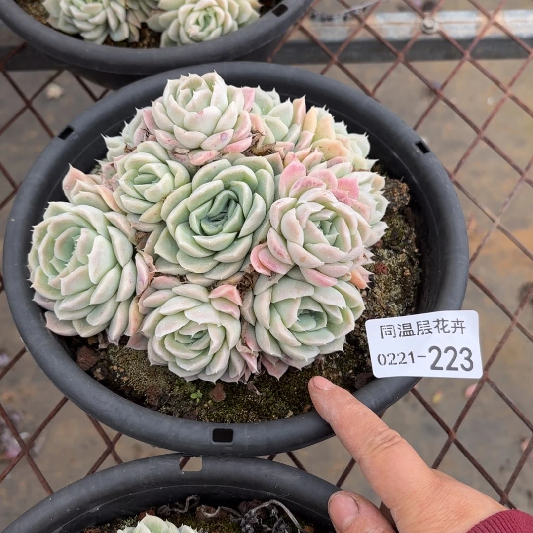 单***肉同温层多肉西娜223