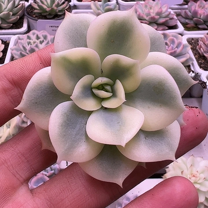白白三文鱼锦多肉