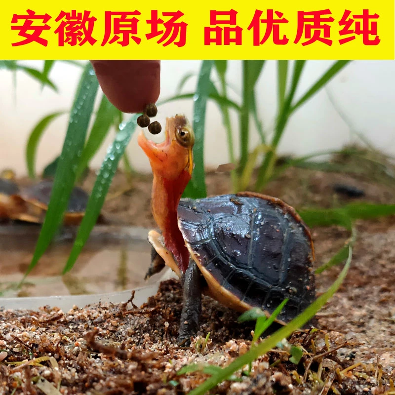 安徽黄缘龟安缘龟直播链接,一龟一价,单拍发500克龟粮