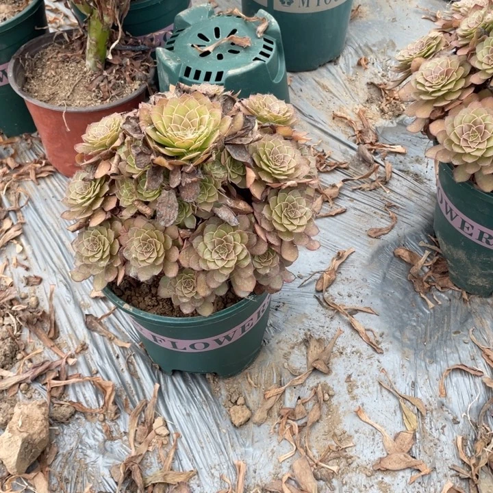 32红魔多肉植物多肉