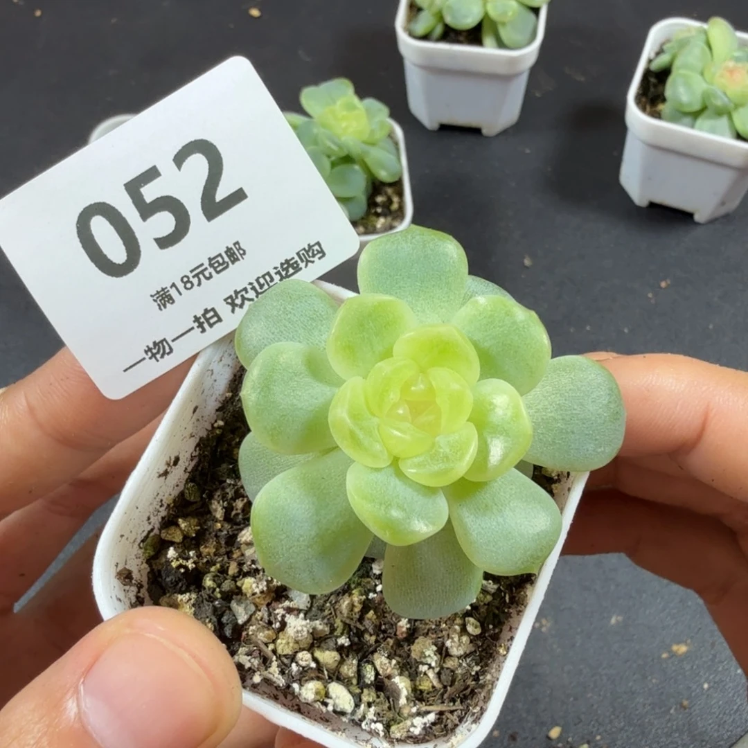 无尽灯单头一物一拍052