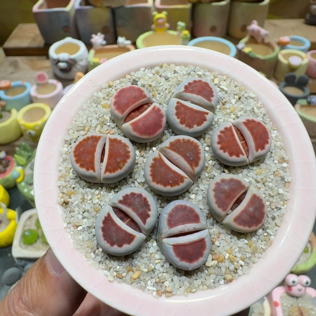 蘑菇1160红窗多肉植物