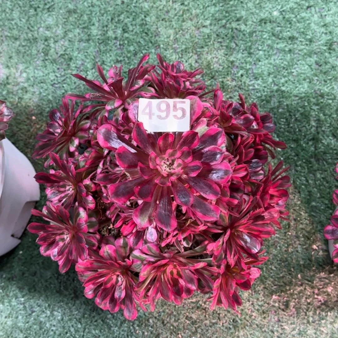 495！红铜白法师多肉植物