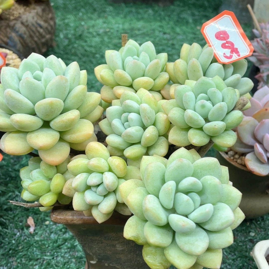 005 一物一拍28包邮非偏远
