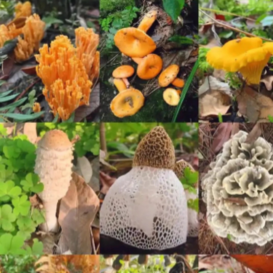 云南文山中越边境乡野好货 (阿康）