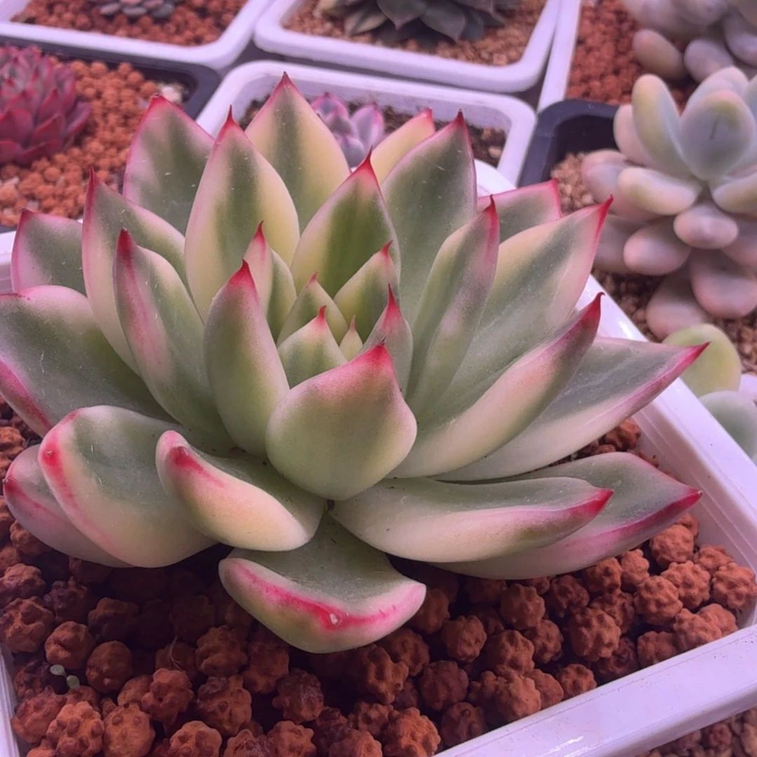 多肉植物 多肉植物