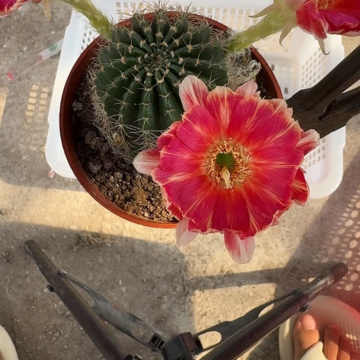 布****无花朵丽花哈哈哈哈哈哈