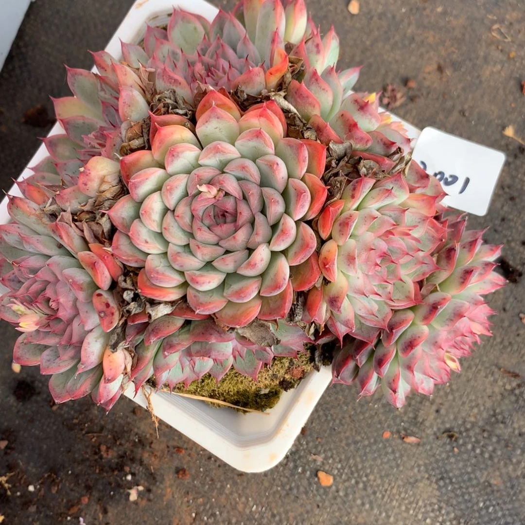 2001杂交多肉老桩