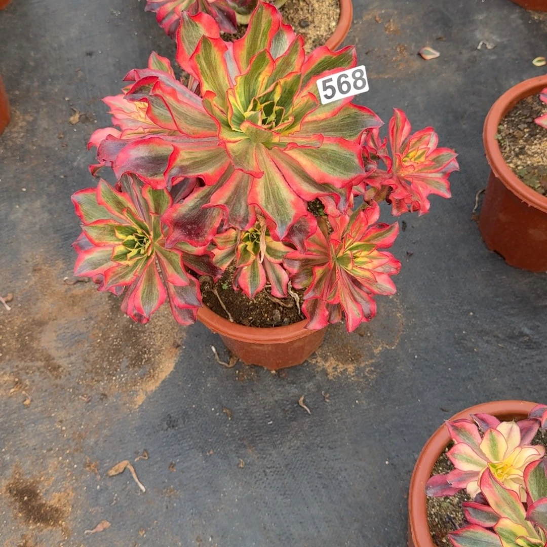 568多肉植物魅影多肉