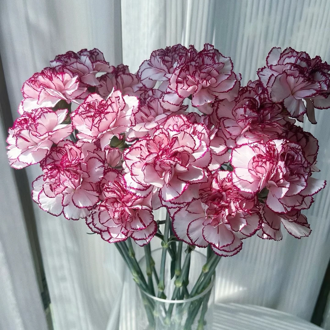 【轶1】紫精灵康乃馨 和鲜花一起凑单哦 收到花带包装醒花