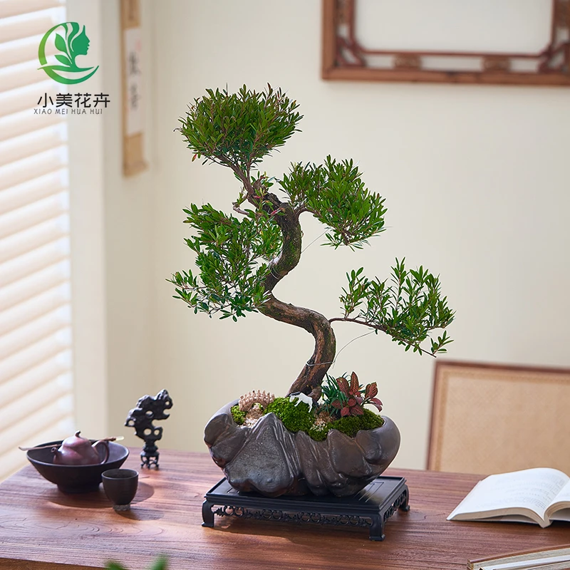 【日照金山】金丝楠老桩盆景室内外好养送礼摆件寓意好四季常青