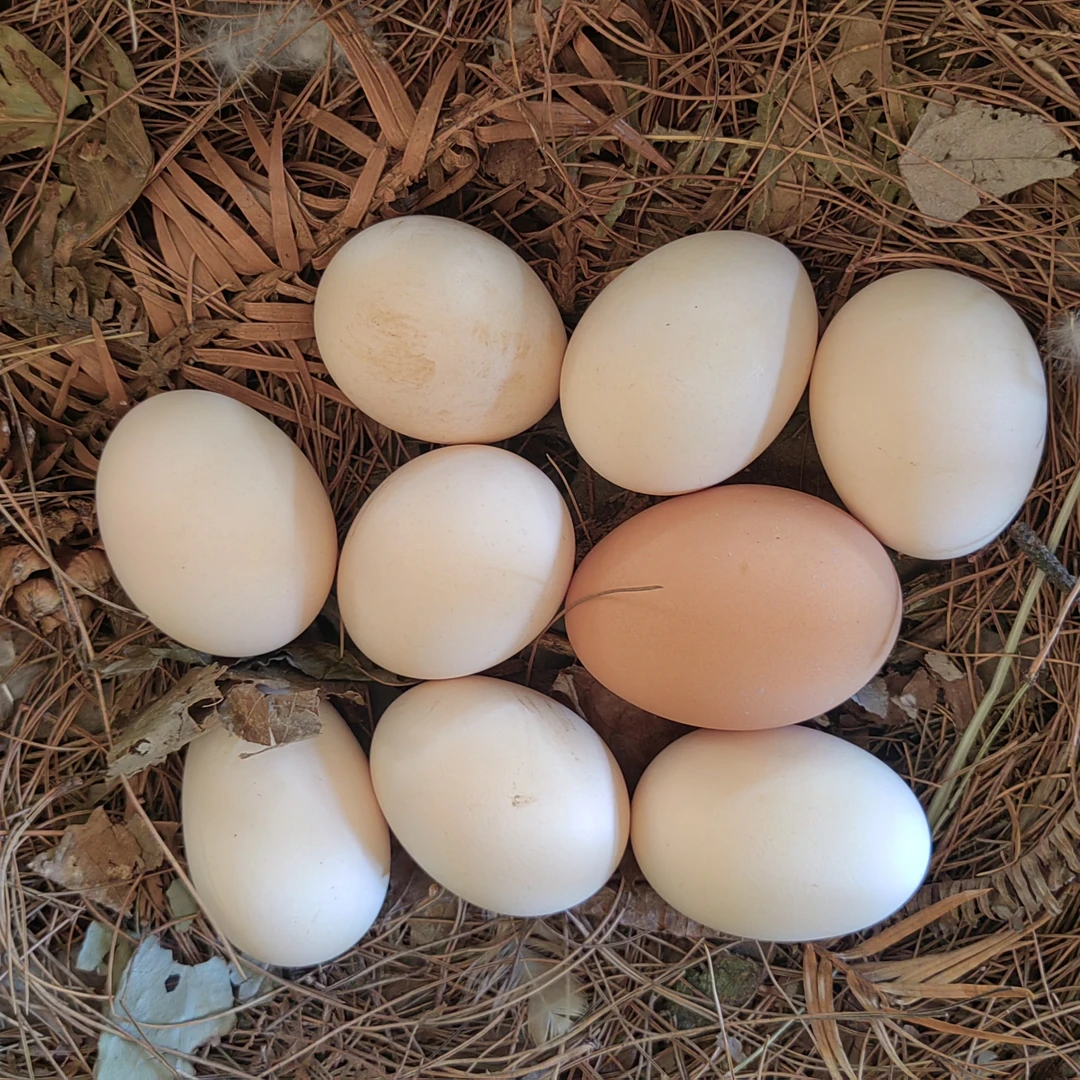 代买顺丰包邮散养粮食鸡蛋跑山农家养土鸡蛋新鲜柴鸡蛋草鸡蛋笨鸡