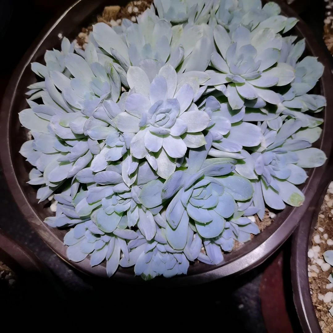 奶油贝瑞超白覆轮无砍群就一个