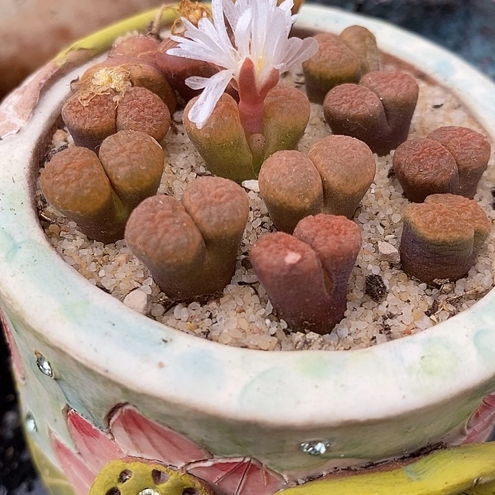 超级蛋糕风铃一颗。