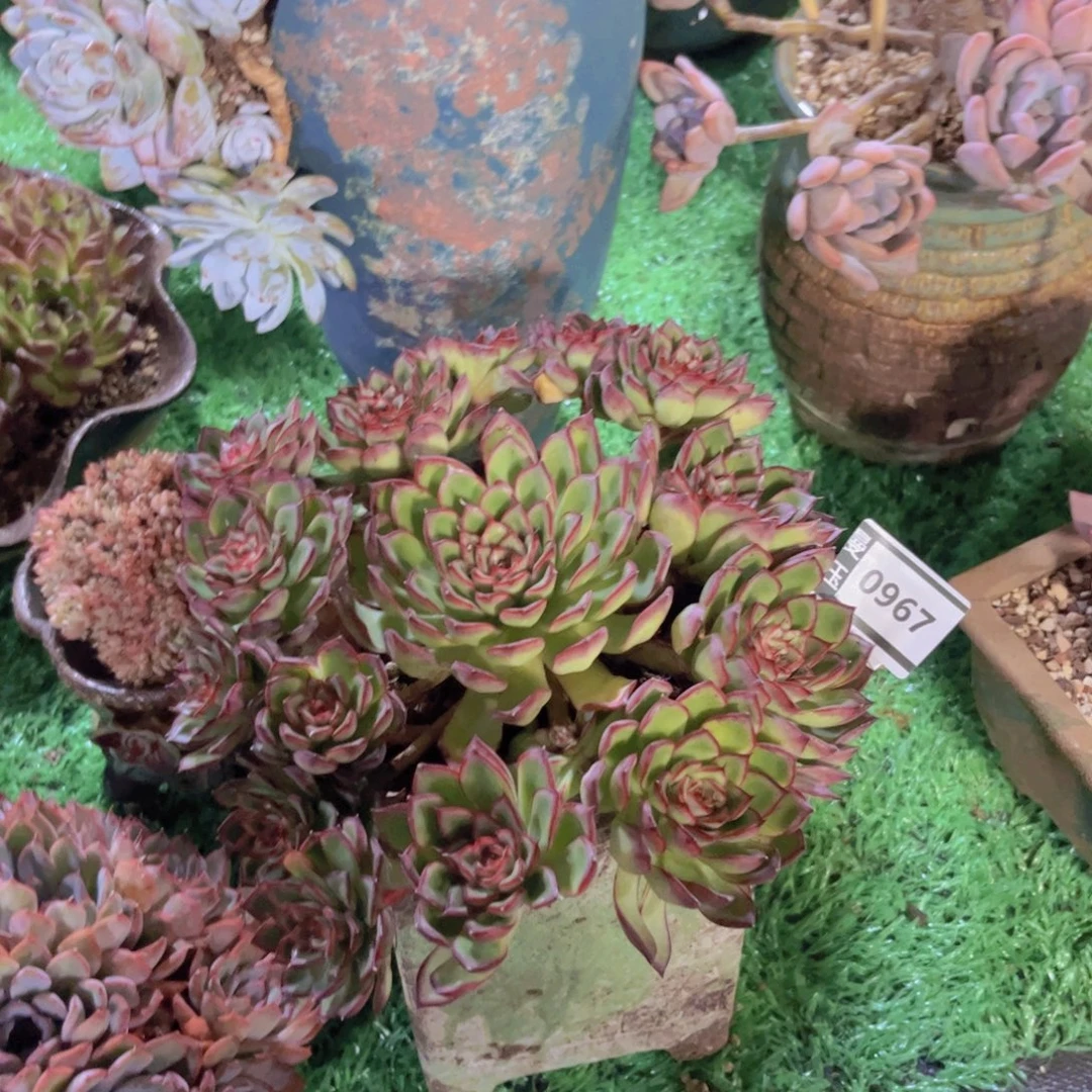 萤火虫多肉植物0967