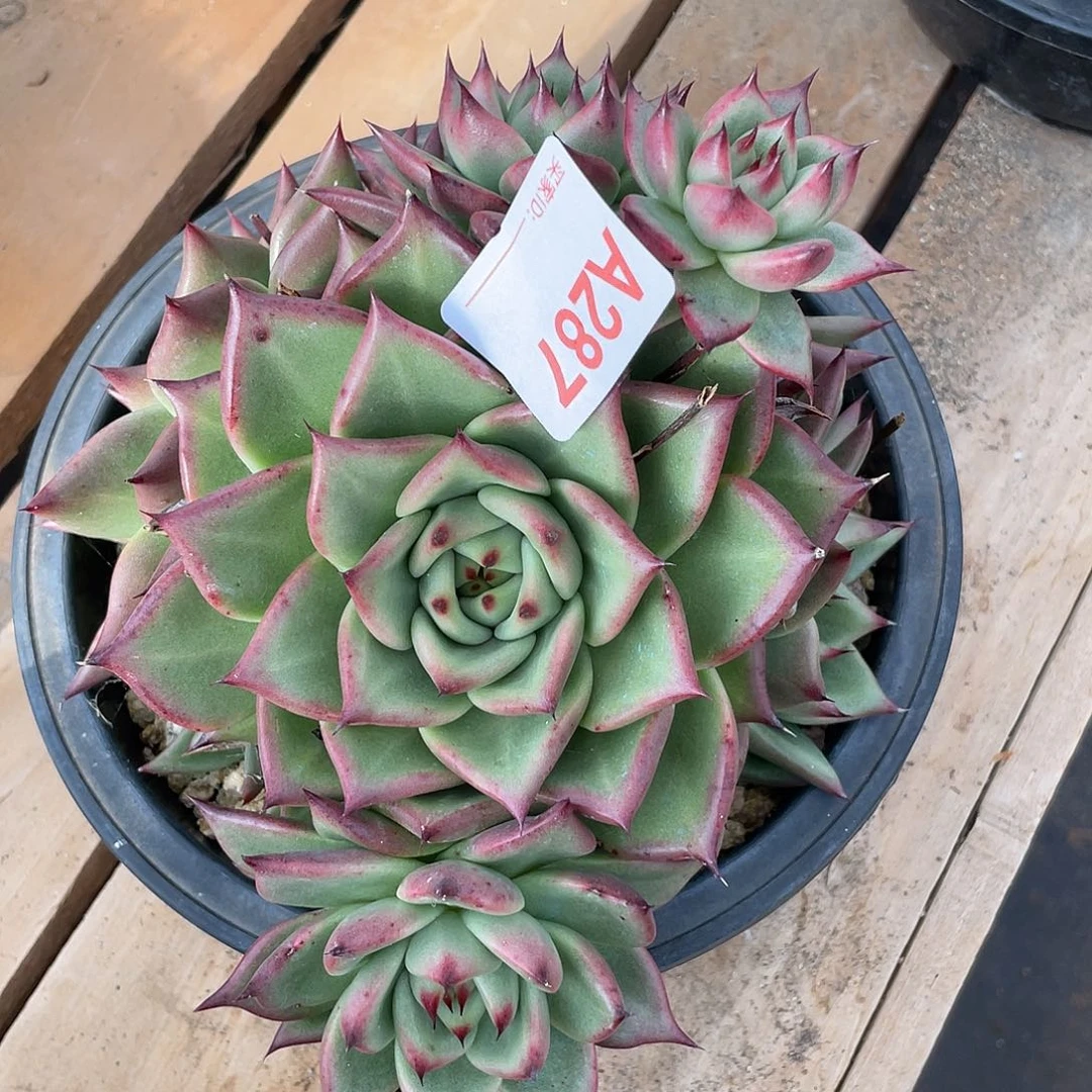 若如东云单拍A287