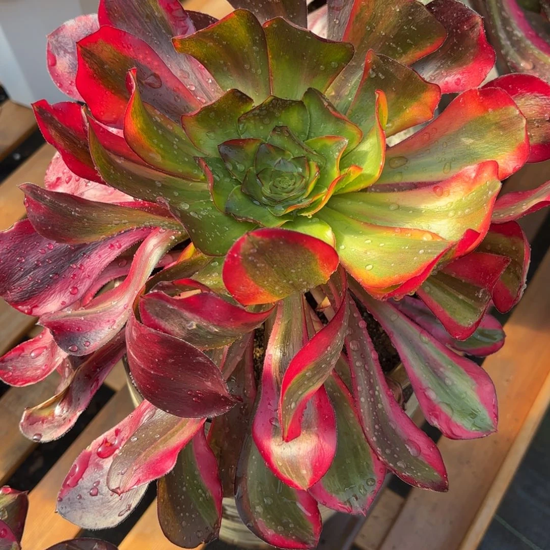 花好月又圆202510