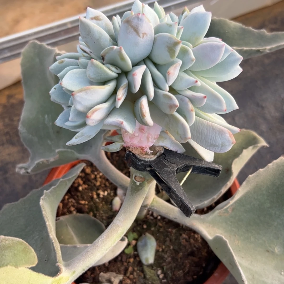 悦***者糖心嫦娥缀化多肉