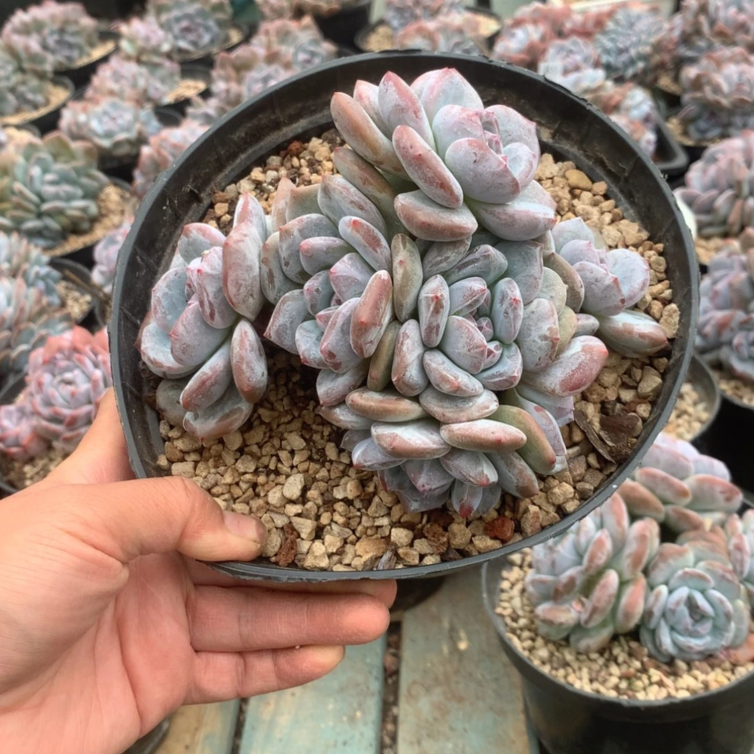 无花朵琉璃哈哈哈哈哈哈哈哈哈