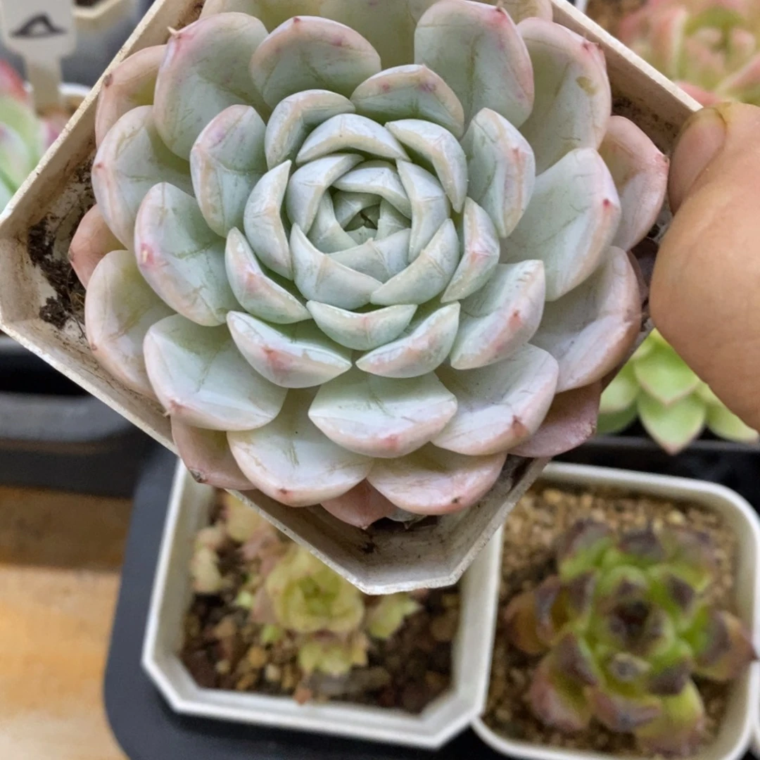 精品多肉一物一拍不包整83