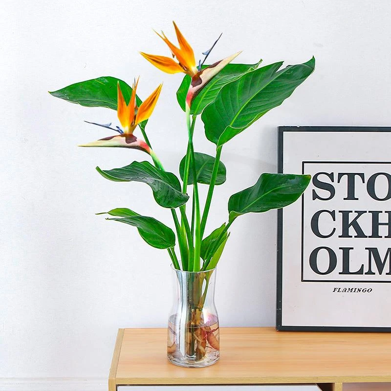 天堂鸟水培植物鹤望兰盆栽大型绿植室内花卉水养棕竹招财竹富贵竹