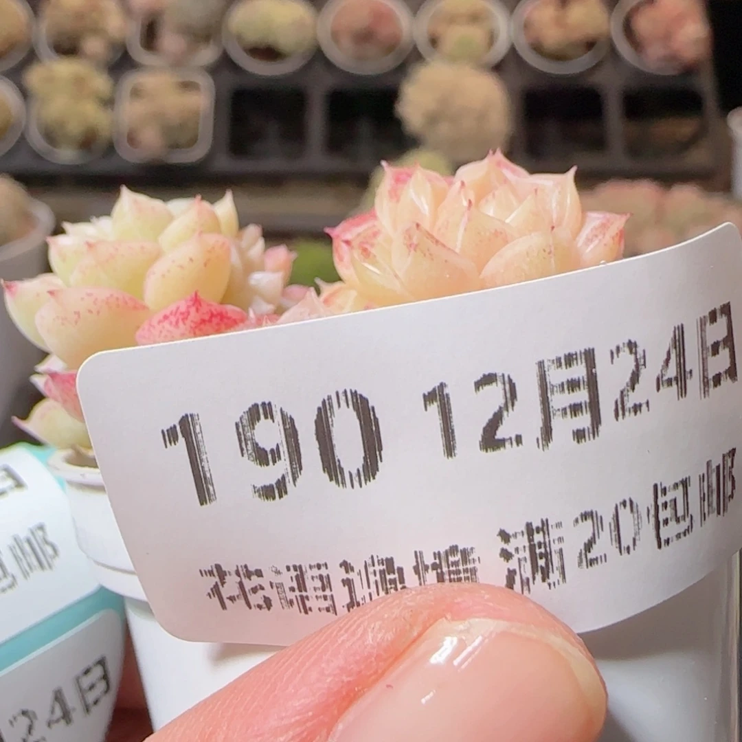 幸***.花语多肉1224-190散