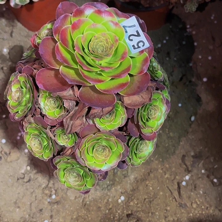 527魅金多肉植物不售后