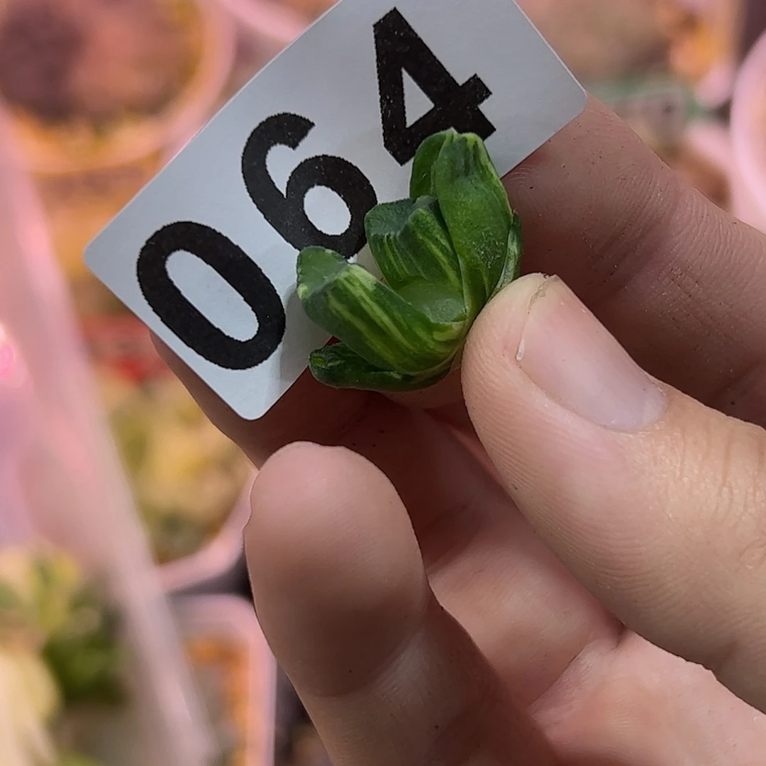 红红火火恍恍惚惚